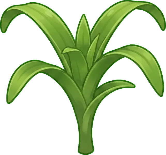 Guzmania: Yapraklanma