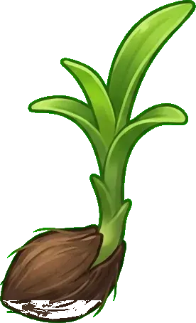 Guzmania: Tohum