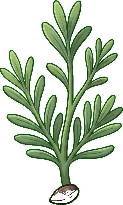 Lavanta: Yapraklanma