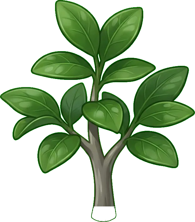 Limon: Yapraklanma