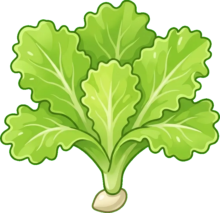 Marul: Yapraklanma
