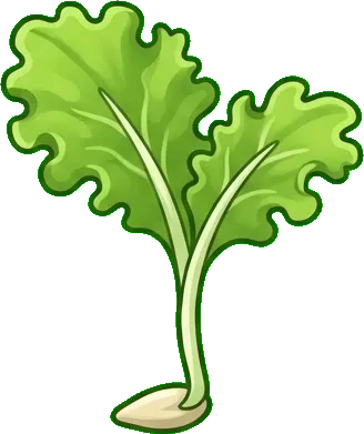 Marul: Tohum