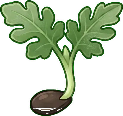 Mini karpuz: Tohum
